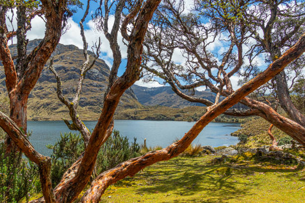 istock Polylepis trees at El Cajas National park, Ecuador 1677147242