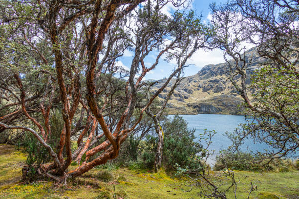 Polylepis trees at El Cajas National park, Ecuador