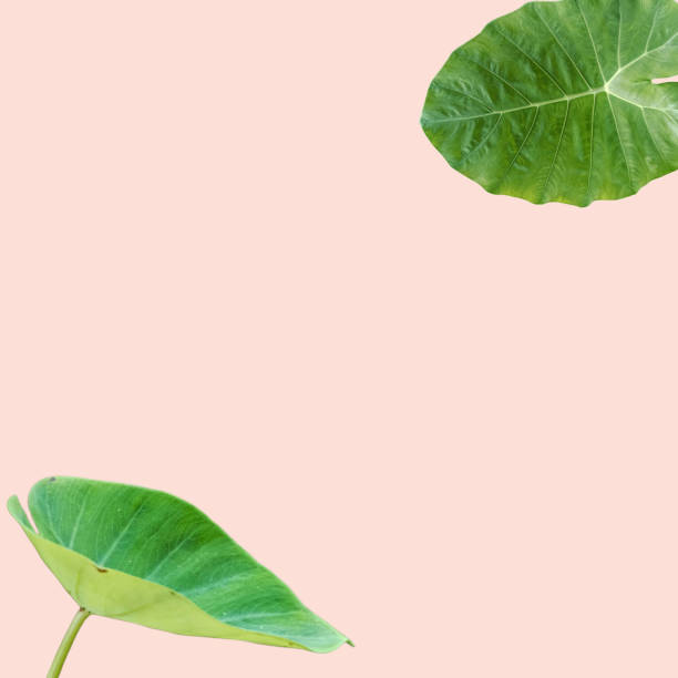 istock Tropical leaves on pastel background for design. Summer style. High quality image. Top view. 1677152074