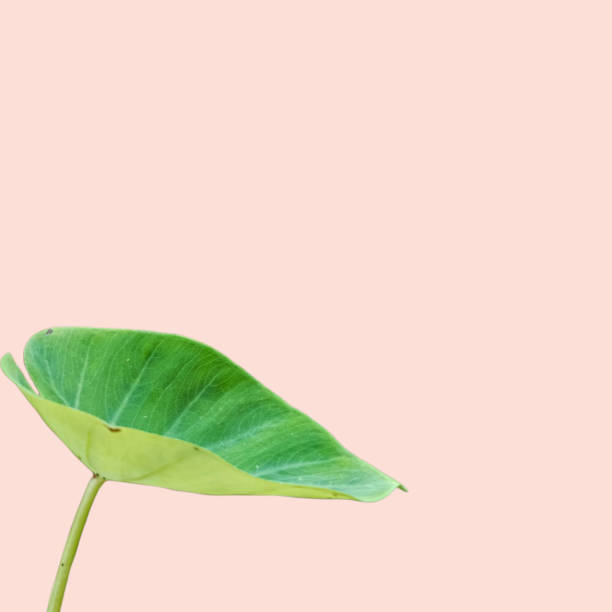 istock Tropical leaves on pastel background for design. Summer style. High quality image. Top view. 1677152087