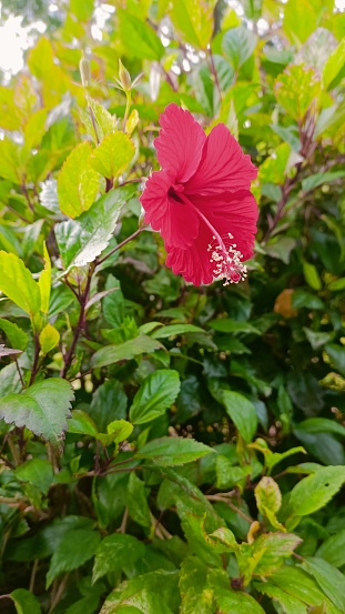 Hibiscus has many types of flower shapes. Will vary according to breed There are both double flower and fungal flower types. There are both small and large flowers. The colors will also be different.