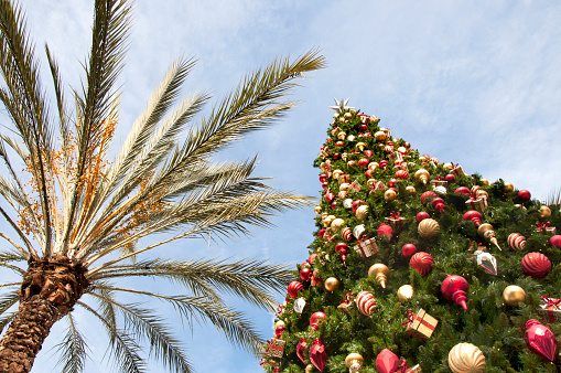 Christmas in the tropics. A Christmas tree and a palm tree on the blue sky background