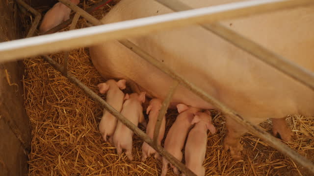 SLO MO Group of Small Piglets Sucking Milk from Mother Pig in Barn
