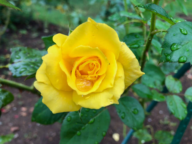 istock Yellow rose getting wet by rain 1677179975