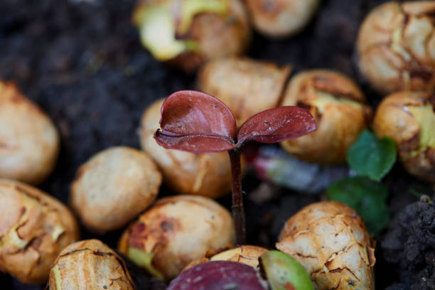 Little seedlings growing in fertile soil in Phiman, Satun, Thailand