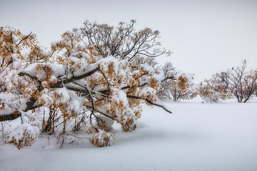 The  gorgerous snow-covered Wulanbutong Grassland, also known as the Ulan Buh Grassland, which is located on the south of the Hunshandake Sandland (part of the Hexigten Global Geopark) in the southern tip of Hexigten Banner in Chifeng of Inner Mongolia, China