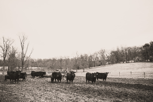 Cows in a field on a cold and gloomy winter day in Jarrettsville, Maryland, United States