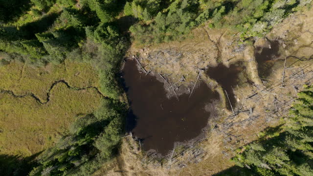 Aerial View of Beaver Dam in Boreal Nature Forest and River in Summer