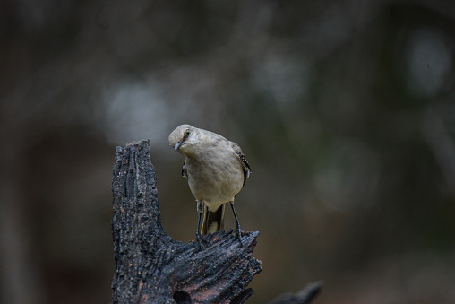 Mockingbird Staring On Old Tree Stump in San Antonio, Texas, United States