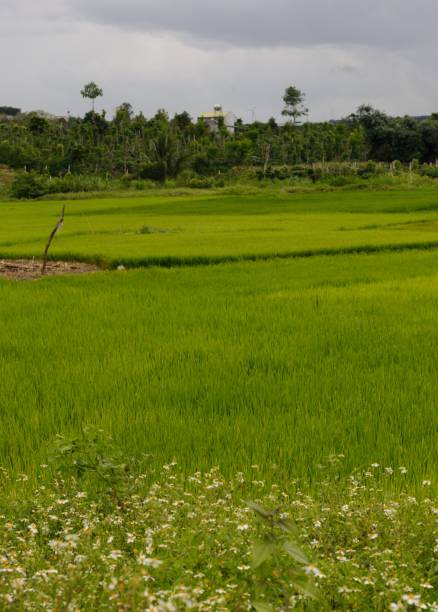 istock Green rice field in the countryside 1677192583