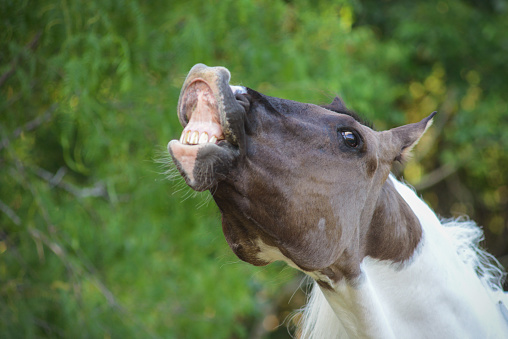 Smiling Funny Horse Showing Teeth in San Antonio, Texas, United States