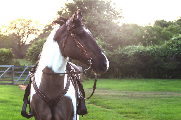 Fully Tacked Paint Horse In Field in San Antonio, Texas, United States