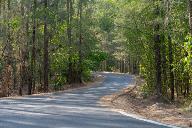 istock Forest road in the forest Thailand. 1677194808