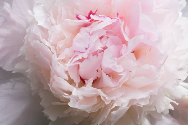 istock Pink and white peony flowers in bloom in spring garden. 1677196364