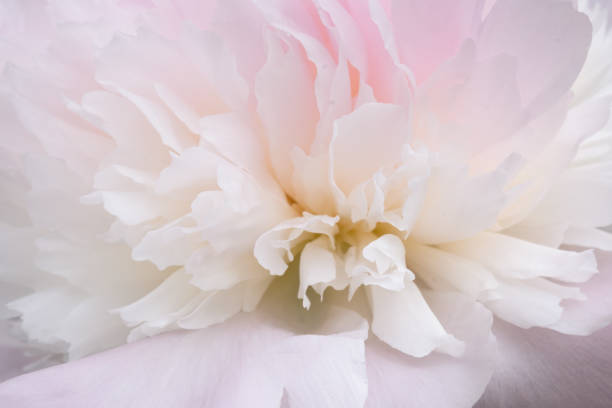 istock Pink and white peony flowers in bloom in spring garden. 1677196366