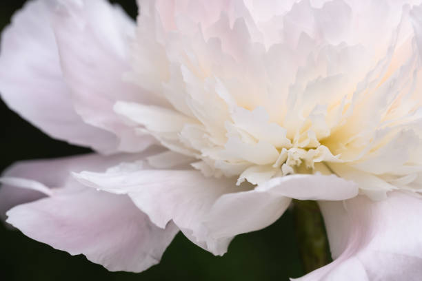 istock Pink and white peony flowers in bloom in spring garden. 1677196367