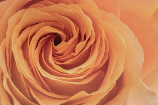 istock Orange rose blooming in spring garden. 1677196908