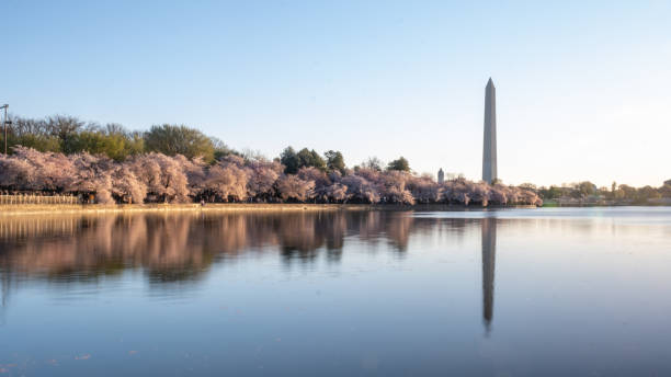 istock Cherry blossoms at peak bloom on the Tidal Basin in Washington, D.C. 1677198018