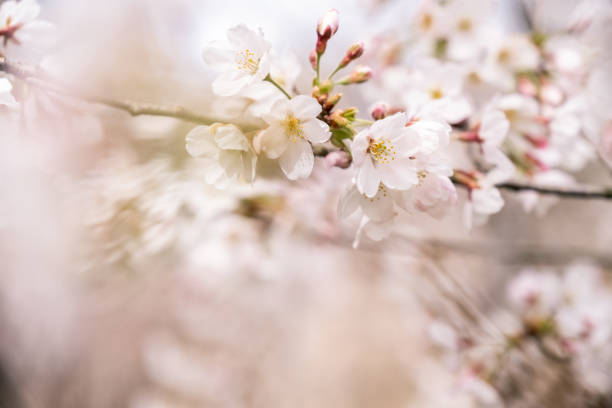 istock Cherry blossoms at peak bloom on the Tidal Basin in Washington, D.C. 1677198041