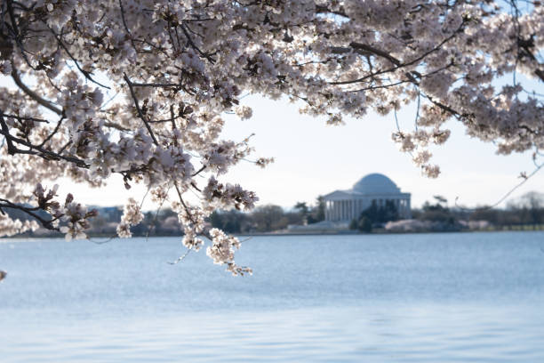 istock Cherry blossoms at peak bloom on the Tidal Basin in Washington, D.C. 1677198060