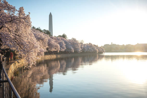 istock Cherry blossoms at peak bloom on the Tidal Basin in Washington, D.C. 1677198161