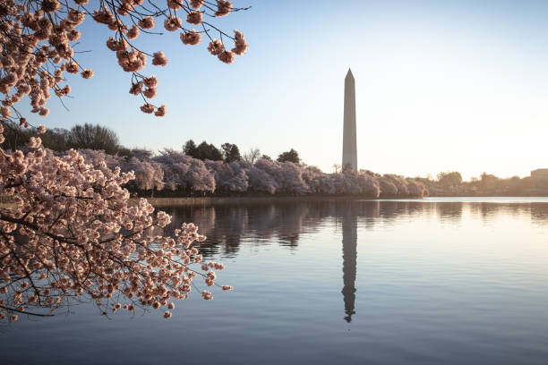 istock Cherry blossoms at peak bloom on the Tidal Basin in Washington, D.C. 1677198588