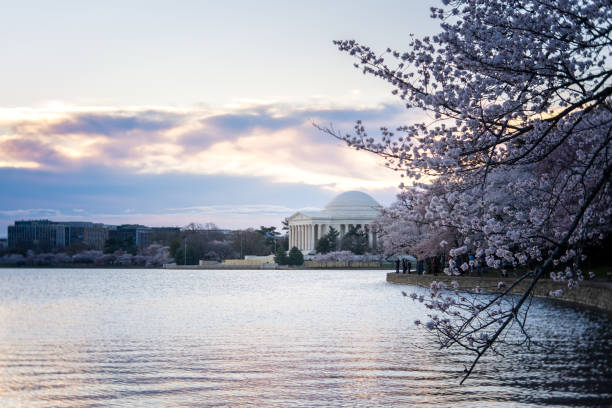 istock Cherry blossoms at peak bloom on the Tidal Basin in Washington, D.C. 1677198602