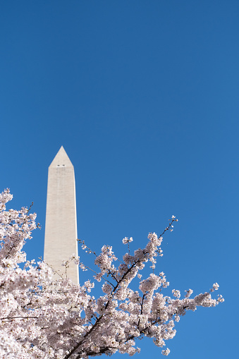 Cherry blossoms at peak bloom on the Tidal Basin in Washington, D.C. in United States, District of Columbia, Washington