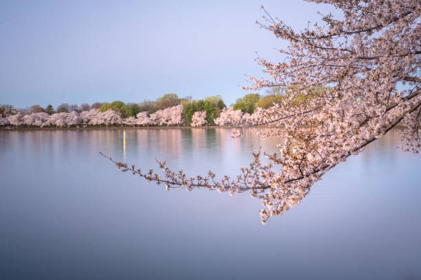 istock Cherry blossoms at peak bloom on the Tidal Basin in Washington, D.C. 1677199180