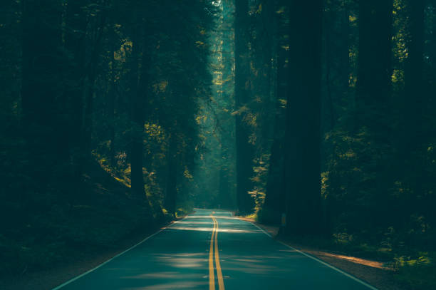 istock Avenue of the Giants 4 1677200880