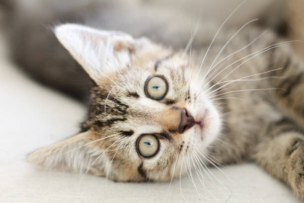 istock A young tabby kitten lounging on a neutral color cushion 1677203122