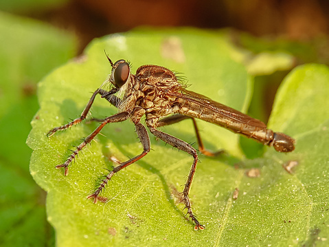 Close-up of robber fly