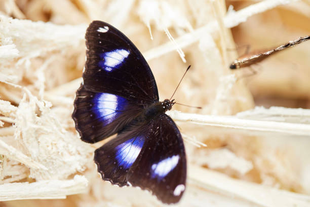 istock Close-up view of butterfly perching on dry straw 1677209720