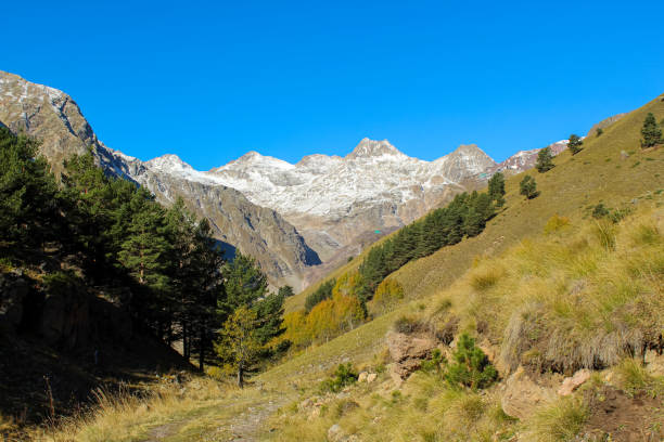 istock Alpine meadow on a mountain slope with yellow grass close-up 1677210087