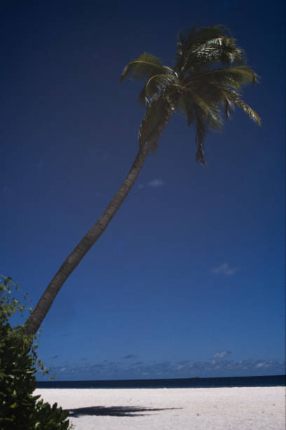 istock Palm Tree in the Maldives with clear blue sky 1677210253