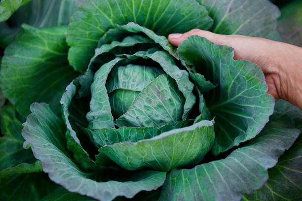 istock Full frame shot of fresh cabbage in vegetable garden 1677217527