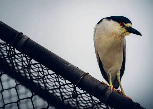 istock Angry Bird With Red Eyes on Newport Beach, CA 1677218079