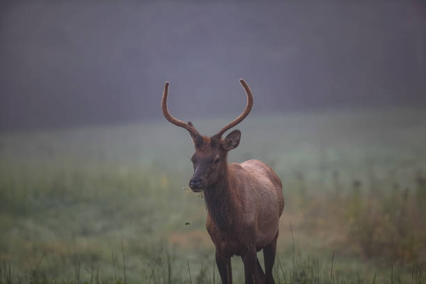 istock Elk in Cataloochee Valley 1677218117