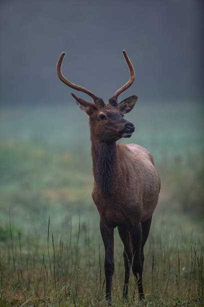 istock Elk in Cataloochee Valley 1677219707