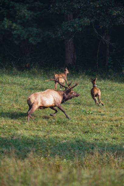 istock Elk in Cataloochee Valley 1677220276