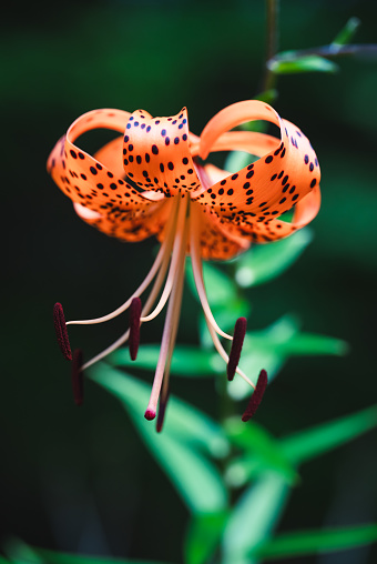 Close up of orange tiger lily flower blooming in a garden. in Kingston, Ontario, Canada