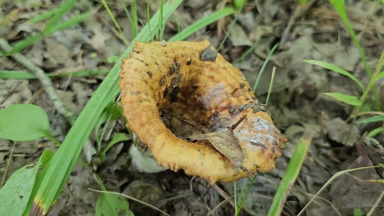 Fungus growing on ground with cup shape camera panning around view