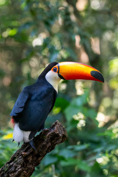 istock Beautiful toucan in Foz do Iguacu 1677235809