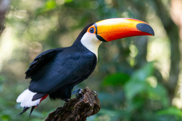 istock Beautiful toucan in Foz do Iguacu 1677235812