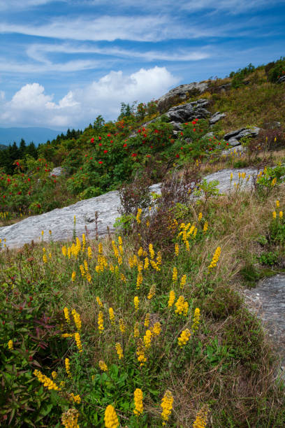 istock Art Loeb Trail, Black Balsam 1677256623