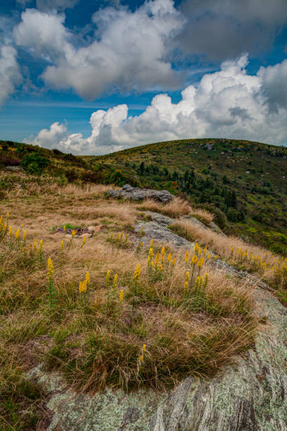 istock Art Loeb Trail on Black Balsam 1677258532