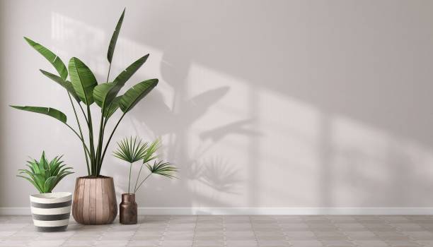 istock Group of various tropical plants, banana tree in pots in sunlight, shadow on blank white wall and gray tile floor 1677259765