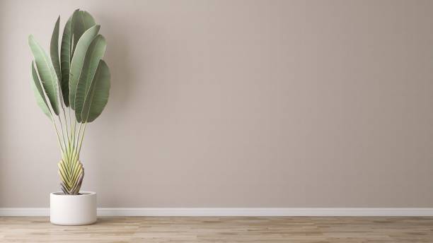 istock Tropical green banana tree in white pot in sunlight, shadow on blank beige wall, laminated parquet floor 1677259770