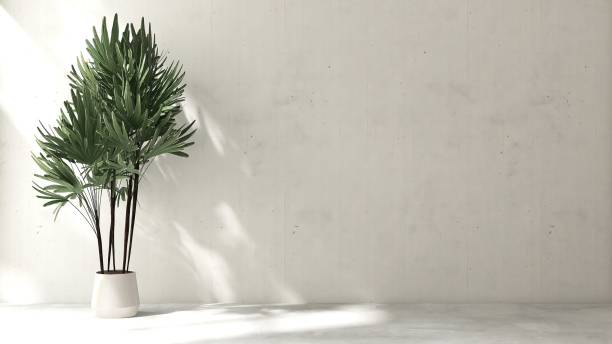 istock Green tropical palm tree in white pot in sunlight, shadow on blank white concrete wall and floor 1677261376