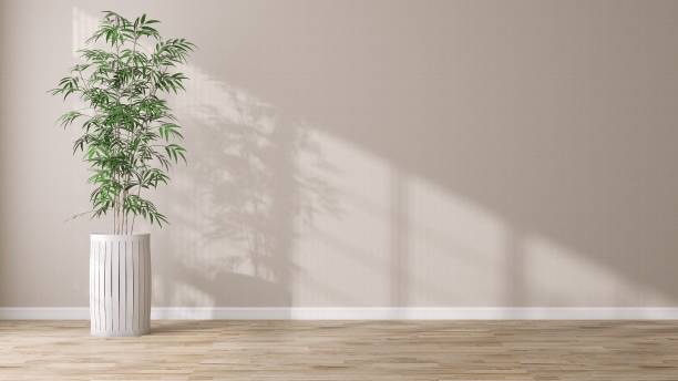 istock Tropical green bamboo tree in white tall pot in sunlight from window, shadow on beige wallpaper wall, brown parquet floor 1677265183